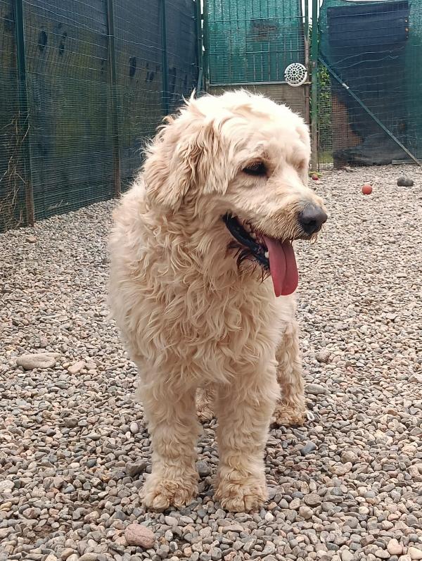Fluffy, un simil lagotto tutto arruffato da adottare Foto 6